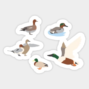 Cute ducks Sticker